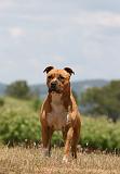 AMSTAFF ADULT 510